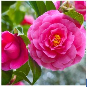 Meet your Posher, Inna